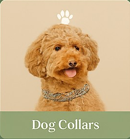 Collars and Leashes