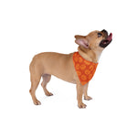 Autumn Pumpkin Patch Bandana